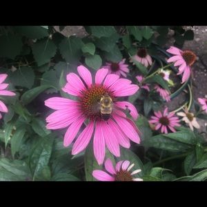 Meet your Posher, William